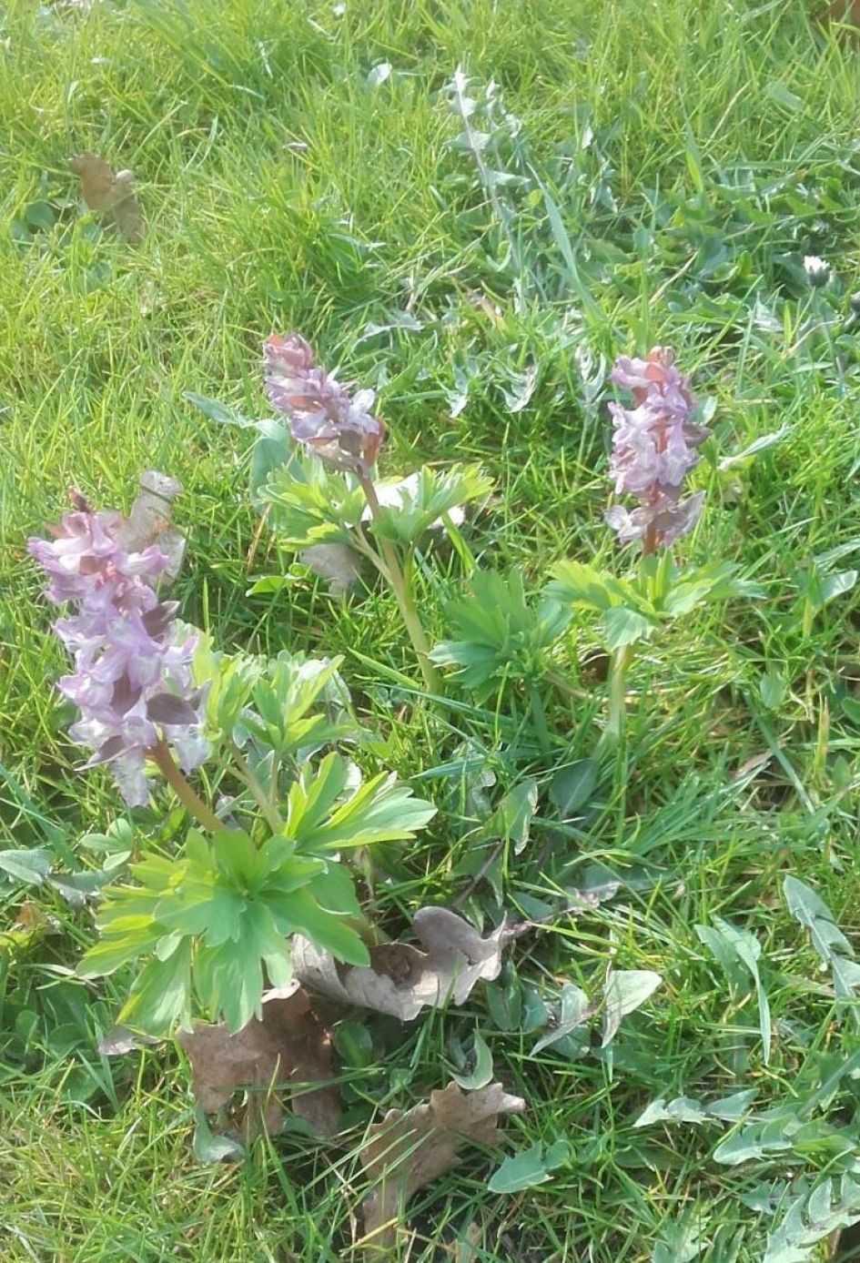 paars orchidee-achtig bloemetje